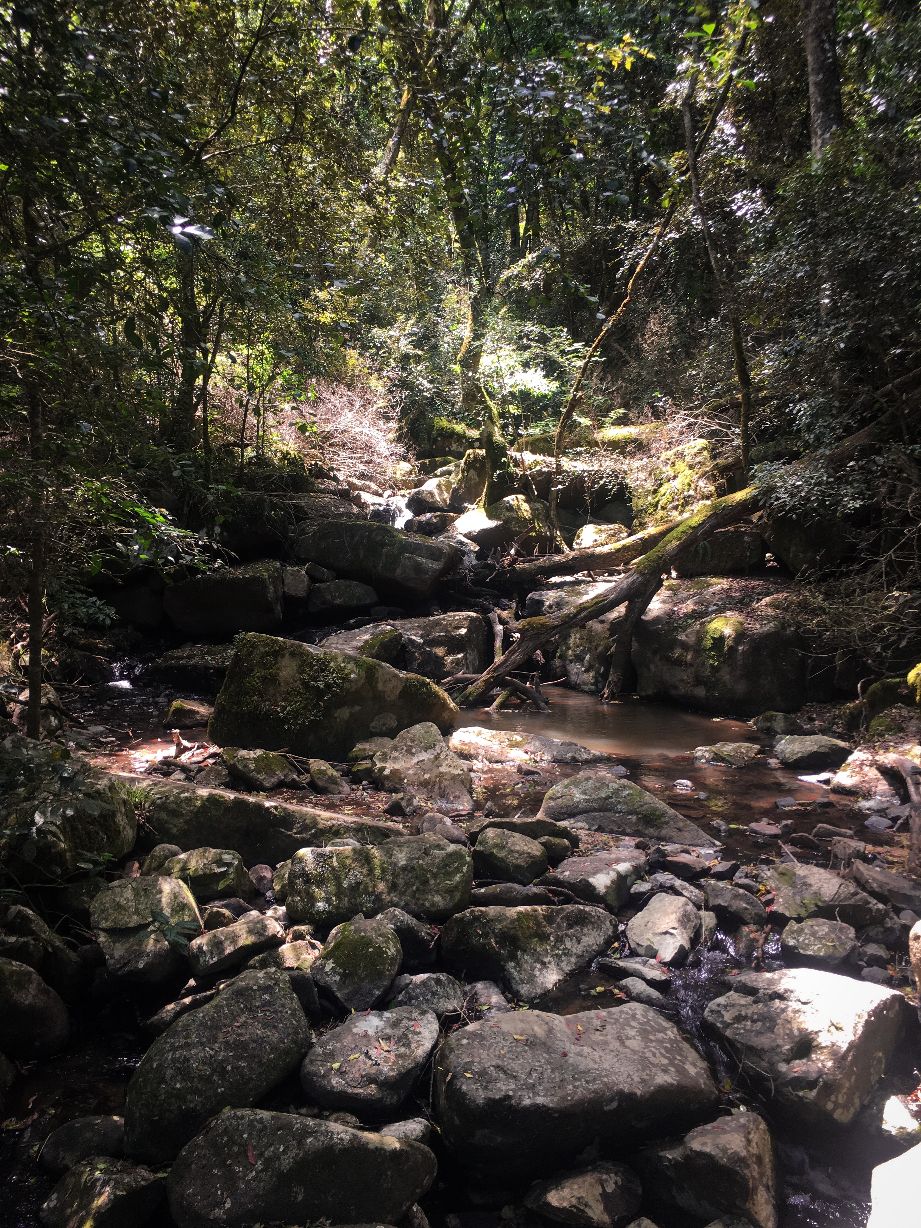 Fluss mit Steinen im Dschungel